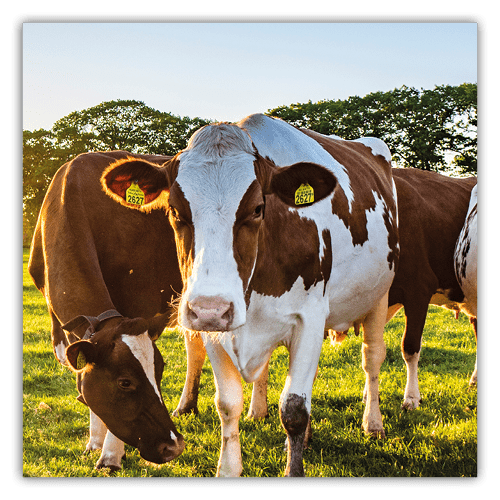 découvrez les avis sur agriwatt, votre partenaire en solutions énergétiques pour l'agriculture. informez-vous sur la qualité de leurs services, les retours d'expérience des utilisateurs et prenez une décision éclairée pour améliorer l'efficacité énergétique de votre exploitation.