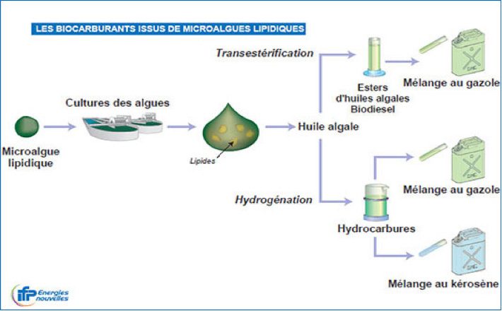 découvrez notre comparatif des différentes cultures énergétiques. analysez les avantages et inconvénients des sources d'énergie renouvelable et conventionnelle pour mieux comprendre leur impact sur l'environnement et l'économie.