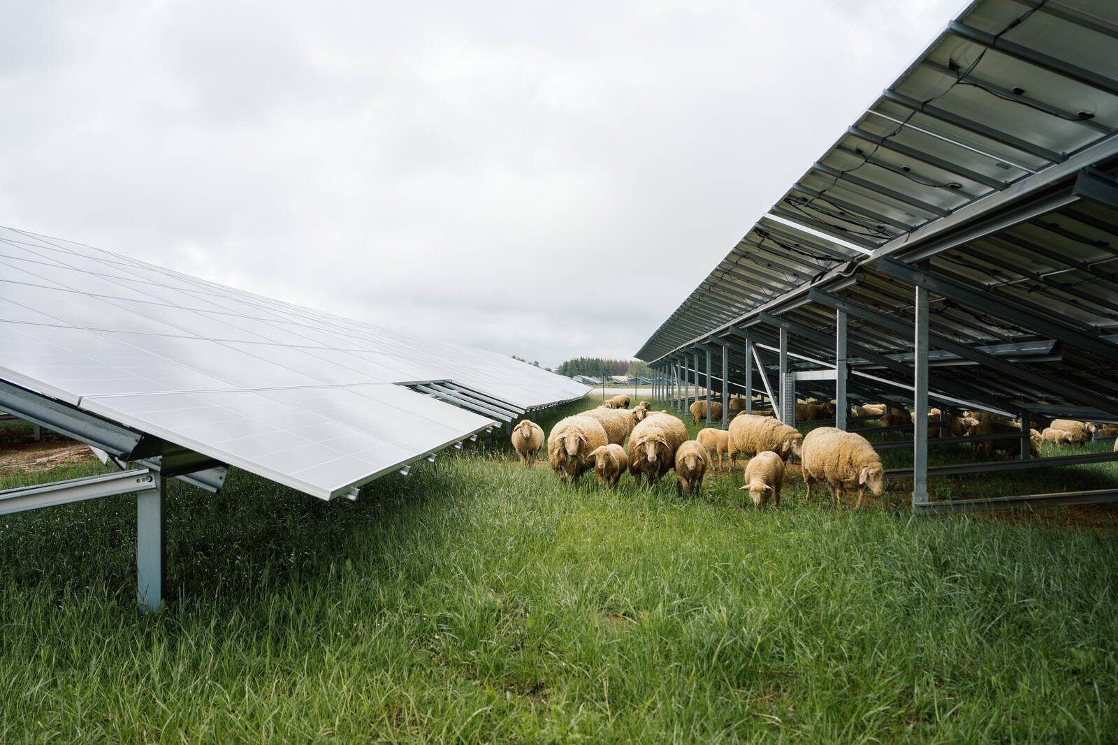 découvrez le potentiel de l'agrivoltaïsme durable, une solution innovante alliant agriculture et énergie solaire. explorez comment cette pratique optimise l'utilisation des terres tout en préservant l'environnement et en soutenant la transition énergétique.