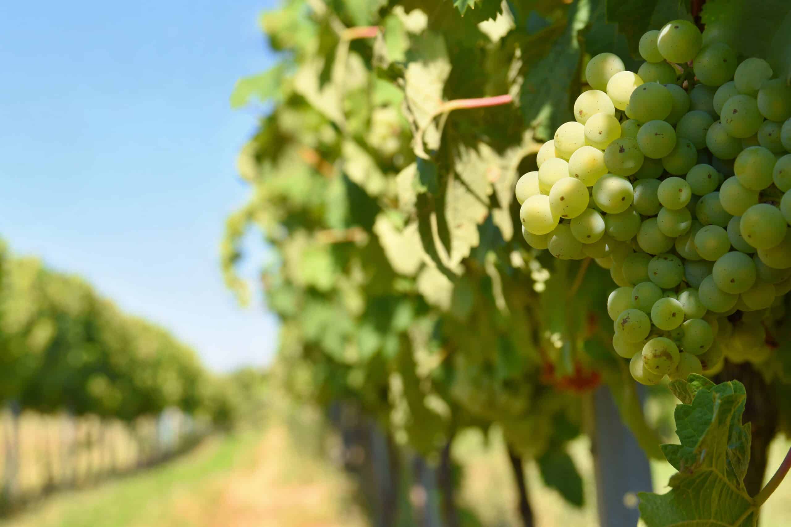 découvrez comment la viticulture photovoltaïque révolutionne le secteur viticole en alliant production de vin et énergie renouvelable. apprenez les avantages environnementaux et économiques de cette pratique innovante.