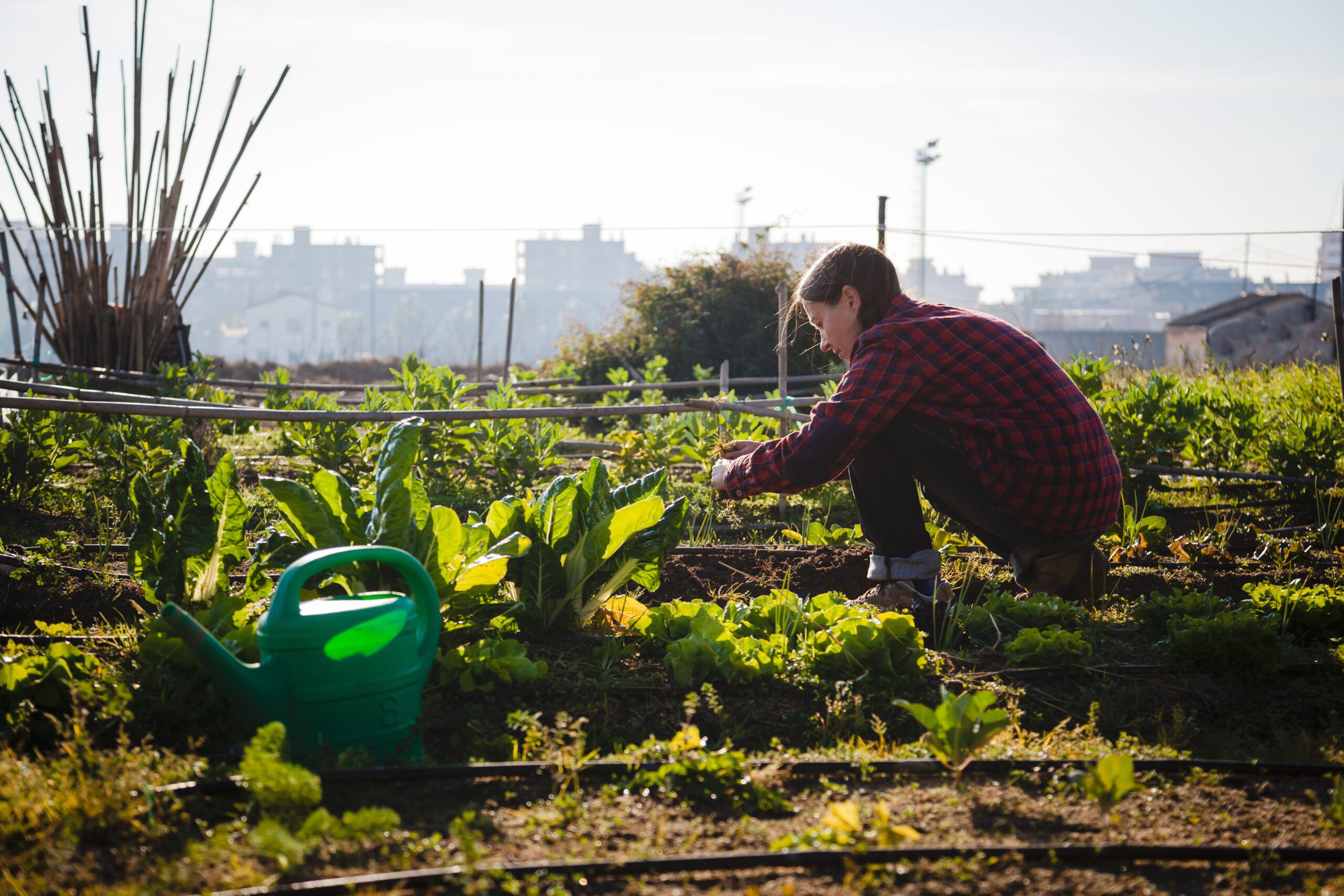 découvrez les avantages de l'agriculture urbaine durable, une solution innovante pour cultiver des aliments en milieu urbain tout en respectant l'environnement. apprenez comment cette pratique favorise la biodiversité, réduit l'empreinte carbone et améliore la qualité de vie des citadins.