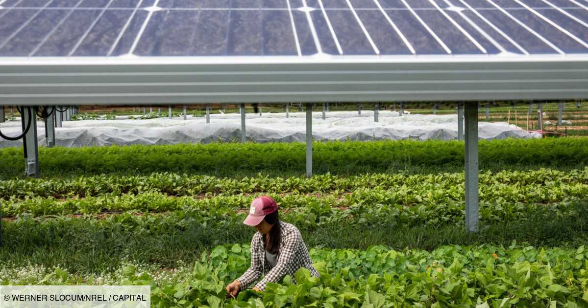découvrez comment les panneaux solaires agricoles transforment le paysage des exploitations en fournissant une source d'énergie durable et économique. apprenez les avantages, les installations et comment cette technologie contribue à la transition énergétique dans le secteur agricole.
