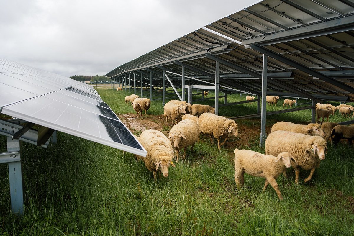 découvrez les retours d'expérience des agriculteurs sur l'installation de panneaux solaires. apprenez comment cette énergie renouvelable transforme leurs pratiques agricoles, optimise leur rendement et contribue à un avenir durable.