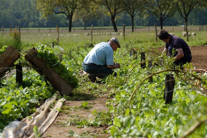 découvrez l'agriculture écologique, une méthode innovante et durable qui respecte l'environnement tout en produisant des aliments sains. explorez les pratiques agricoles qui préservent la biodiversité et favorisent un avenir durable.