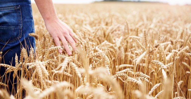 découvrez l'agriculture durable : une approche innovante pour préserver l'environnement tout en garantissant des récoltes abondantes et de qualité. apprenez comment des pratiques respectueuses de la nature favorisent la biodiversité et soutiennent les communautés locales.