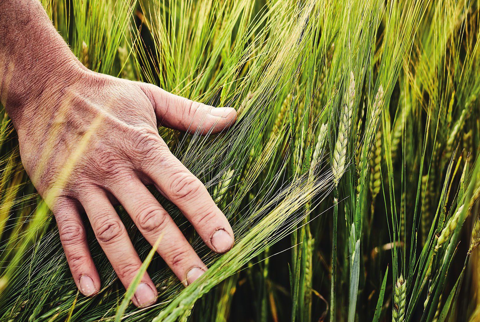 découvrez l'agriculture durable, une approche respectueuse de l'environnement qui préserve nos ressources naturelles tout en garantissant une production alimentaire efficace et responsable. apprenez comment cette pratique contribue à un avenir plus vert et équitable pour les générations à venir.