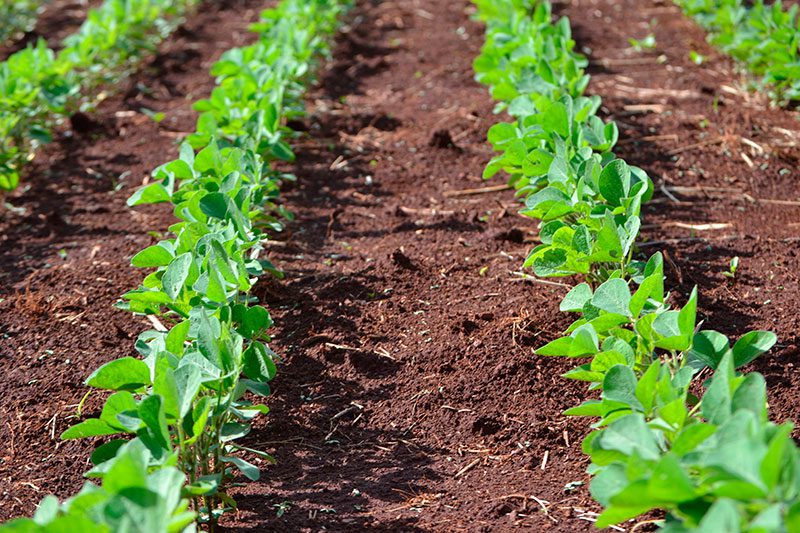 découvrez l'agriculture durable, une pratique essentielle pour préserver notre environnement tout en répondant aux besoins alimentaires. adoptez des méthodes respectueuses de la biodiversité et de la santé des sols, et engagez-vous dans une agriculture qui allie rentabilité et éthique.