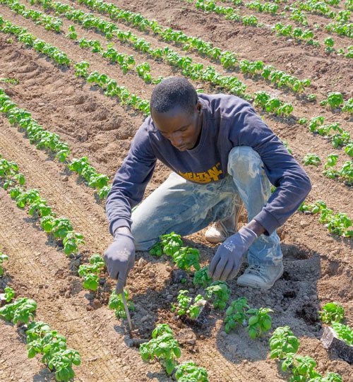 découvrez les principes de l'agriculture durable : une approche respectueuse de l'environnement qui allie productivité, préservation des ressources et bien-être des communautés. explorez des pratiques innovantes pour un avenir agricole responsable.