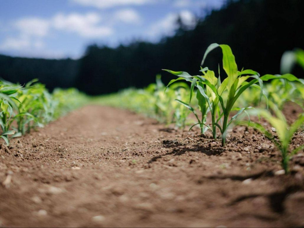 découvrez les principes de l'agriculture durable, une approche respectueuse de l'environnement qui vise à optimiser la production tout en préservant les ressources naturelles pour les générations futures.