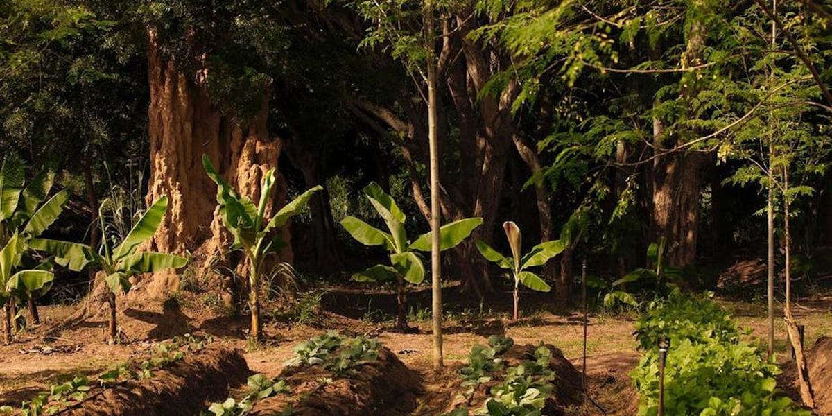 découvrez les principes de l'agriculture durable, une approche qui protège l'environnement tout en répondant aux besoins alimentaires de la population. apprenez comment intégrer des pratiques écologiques et économiquement viables pour un avenir durable.