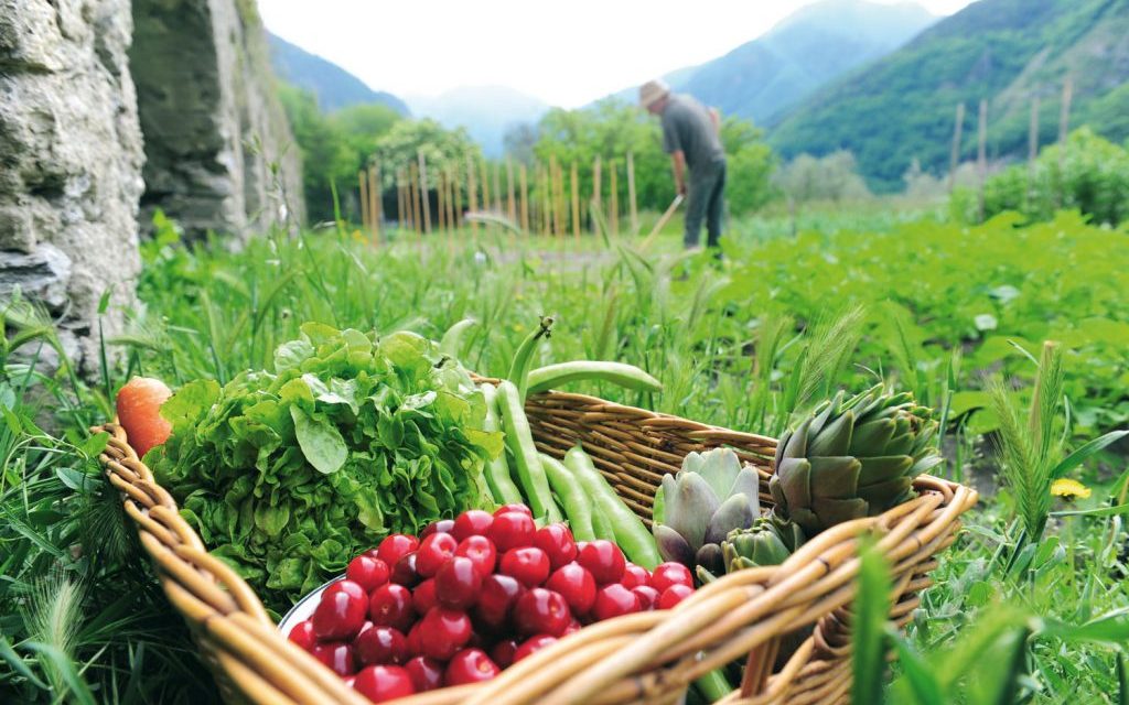 découvrez comment l'agriculture durable transforme nos pratiques alimentaires et contribue à un avenir plus sain. explorez les techniques éco-responsables et les choix alimentaires qui protègent notre planète tout en garantissant une alimentation saine et nutritive pour tous.