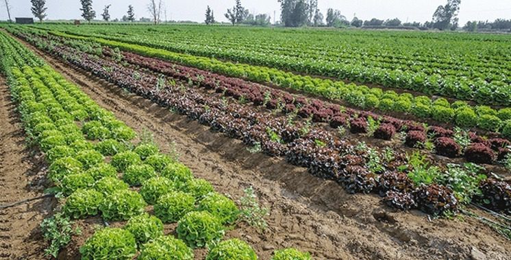 découvrez comment l'agriculture durable contribue à protéger notre environnement tout en favorisant une production alimentaire responsable. explorez des pratiques novatrices et respectueuses de la nature qui garantissent la pérennité de nos ressources.