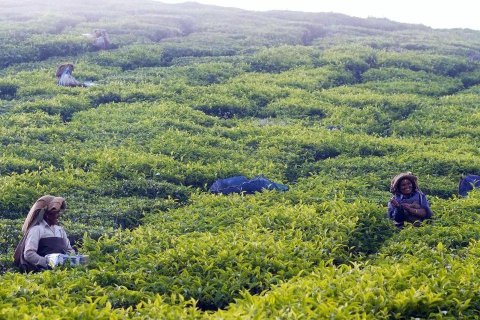 découvrez les enjeux de l'agriculture durable et son rôle crucial dans la garantie de la sécurité alimentaire. explorez les pratiques innovantes qui préservent nos ressources tout en répondant aux besoins croissants de la population mondiale.