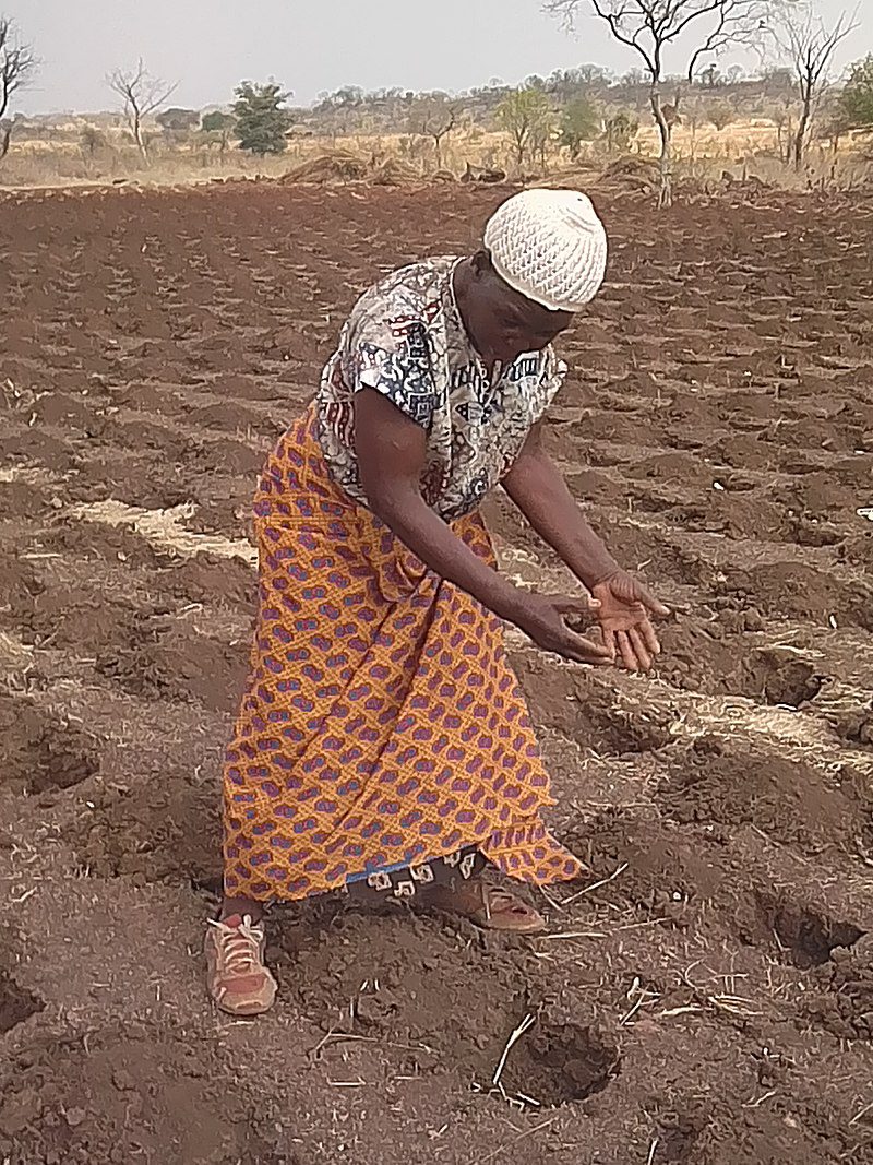 découvrez comment l'agriculture durable contribue à la sécurité alimentaire en préservant les ressources naturelles, en soutenant les communautés rurales et en garantissant un accès équitable à des aliments de qualité. explorez des pratiques innovantes qui allient respect de l'environnement et rentabilité pour un avenir alimentaire durable.
