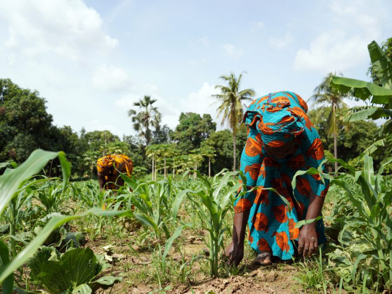 découvrez comment l'agriculture durable contribue à la sécurité alimentaire mondiale. explorez des pratiques écoresponsables, des innovations agricoles et des stratégies pour nourrir la population tout en préservant notre planète.