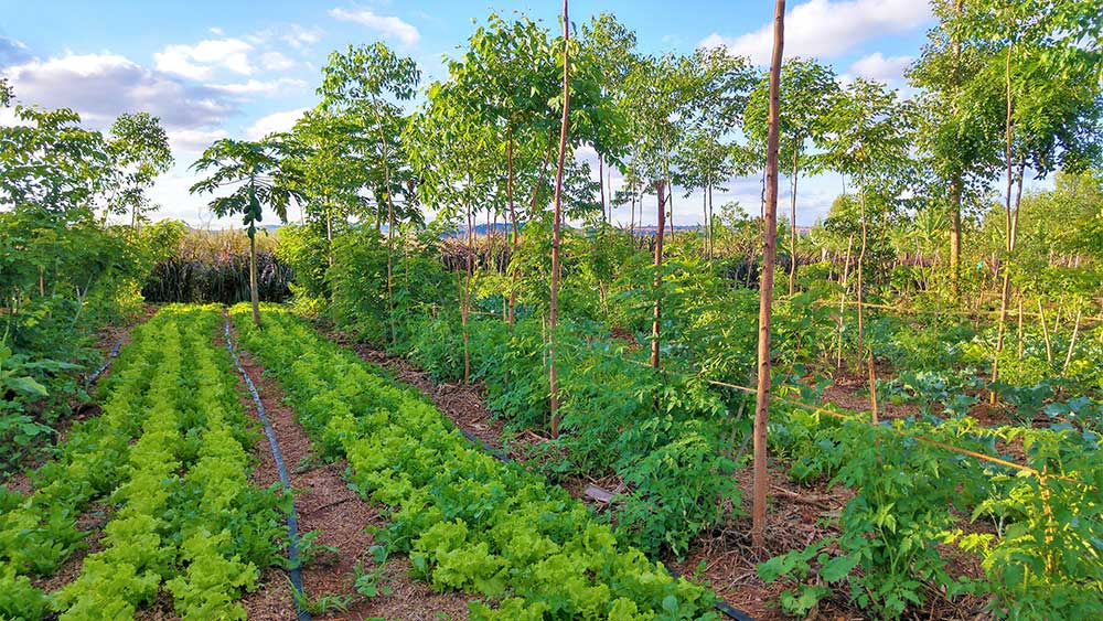 découvrez comment l'agriculture durable et les technologies vertes transforment notre façon de cultiver tout en préservant l'environnement. explorez les pratiques innovantes qui favorisent une production alimentaire responsable et respectueuse de la planète.