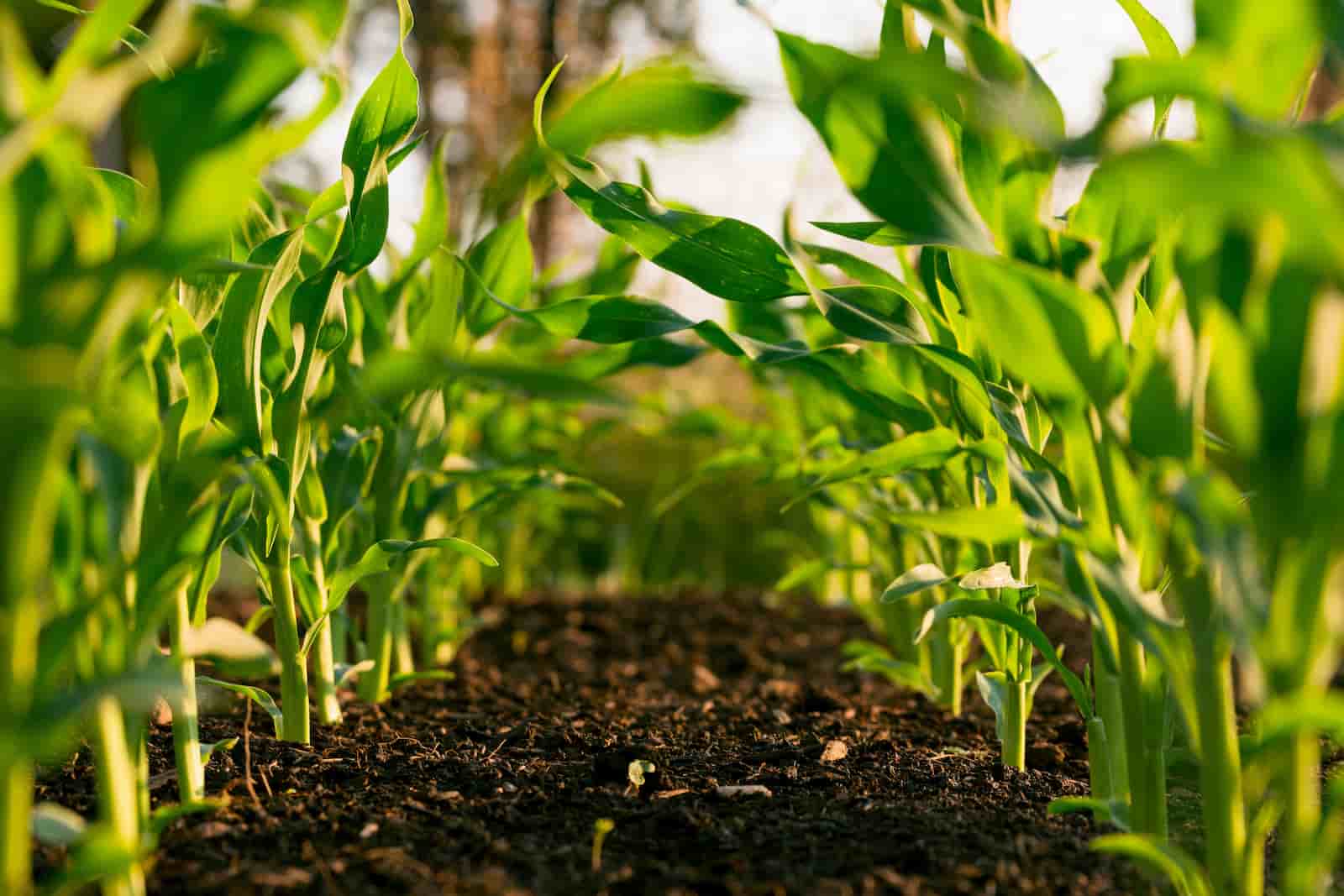 découvrez comment l'agriculture durable et les technologies vertes transforment notre approche de la production alimentaire. explorez les innovations qui préservent l'environnement, favorisent la biodiversité et garantissent une agriculture responsable et respectueuse des ressources naturelles.