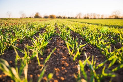 découvrez l'agriculture durable : une méthode respectueuse de l'environnement qui allie innovation et tradition pour produire des aliments de qualité tout en préservant les ressources naturelles. engagez-vous pour un avenir plus vert et responsable.