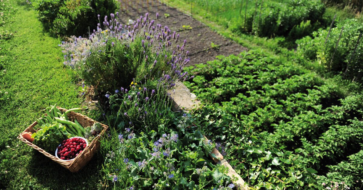 découvrez l'agriculture écologique, une méthode durable qui préserve l'environnement tout en produisant des aliments sains. explorez les pratiques innovantes et les avantages de cette approche respectueuse de la terre.