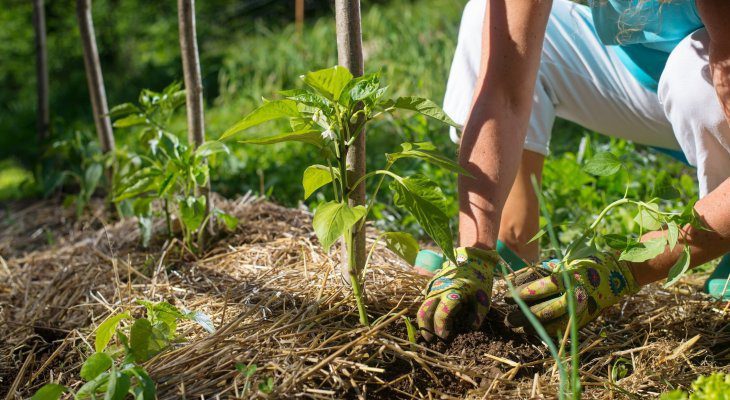 découvrez les principes de l'agriculture écologique, une pratique durable qui préserve l'environnement tout en produisant des aliments de qualité. apprenez comment intégrer des techniques respectueuses de la nature et favoriser la biodiversité dans vos cultures.