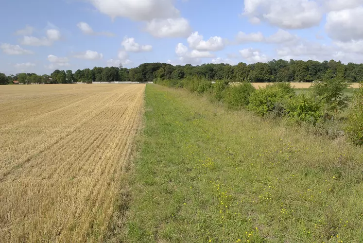 découvrez les principes de l'agriculture écologique : une approche durable qui préserve l'environnement, favorise la biodiversité et produit des aliments sains. apprenez comment cette méthode respectueuse de la nature s'inscrit dans un futur agricole responsable.