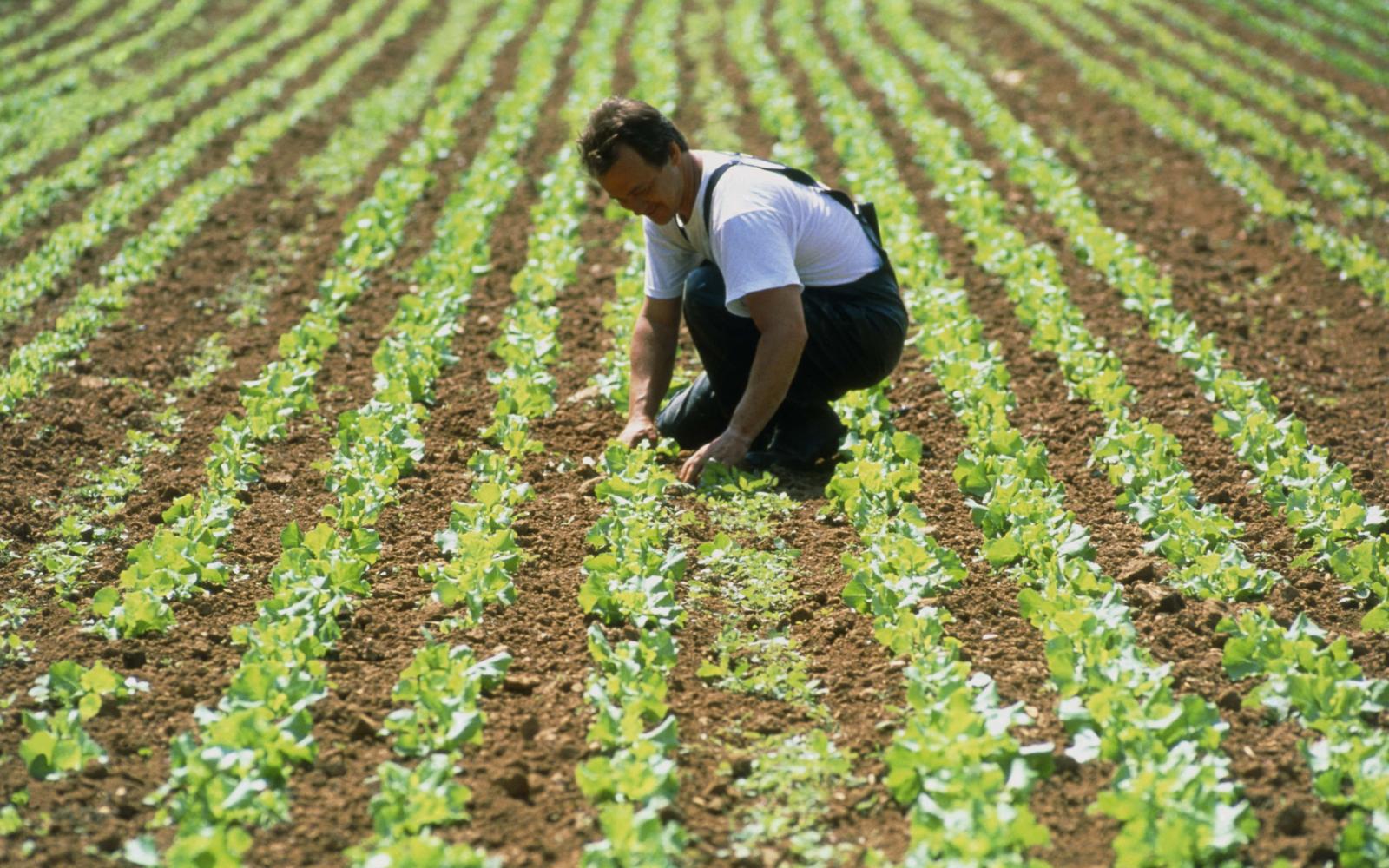 découvrez l'agriculture écologique, une approche durable qui préserve l'environnement tout en garantissant des récoltes de qualité. apprenez des techniques respectueuses de la nature pour une production alimentaire responsable.