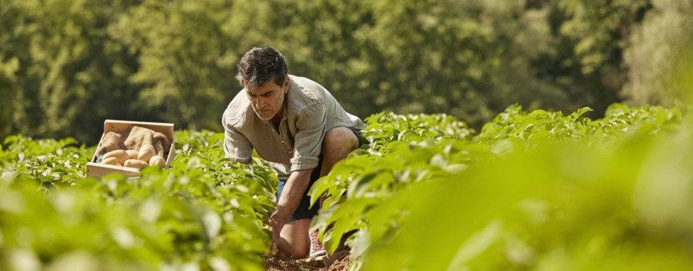 découvrez l'agriculture écologique, une approche durable qui préserve l'environnement tout en produisant des aliments de qualité. apprenez les techniques et les bénéfices de cette méthode respectueuse de la nature pour un avenir plus vert.