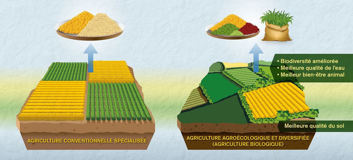 découvrez les différences clés entre l'agriculture écologique et conventionnelle. explorez les avantages environnementaux, économiques et sanitaires de chaque méthode, et comprenez comment ces approches impactent notre planète et notre alimentation.