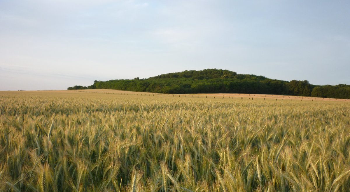 découvrez comment l'agriculture éthique et solaire révolutionne nos méthodes de culture, alliant respect de l'environnement et innovations écologiques pour un avenir durable.