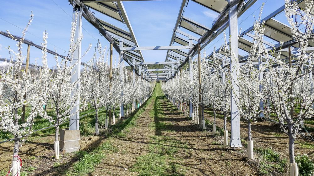 découvrez l'agriculture photovoltaïque, une solution innovante alliant production agricole et énergie solaire. optimisez vos terres tout en contribuant à la transition énergétique, réduisez vos coûts et adoptez des pratiques durables pour un avenir meilleur.