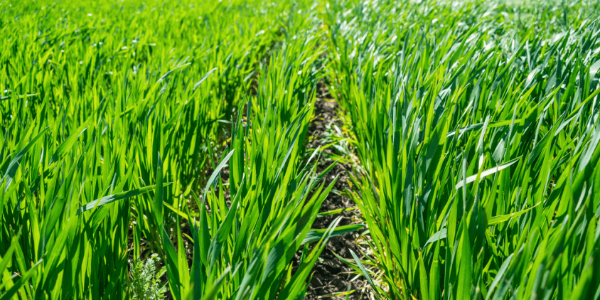 découvrez comment l'agriculture régénérative s'allie aux nouvelles technologies pour transformer nos pratiques agricoles. explorez les méthodes innovantes qui favorisent la durabilité, préservent les ressources naturelles et restaurent la biodiversité tout en optimisant les rendements.