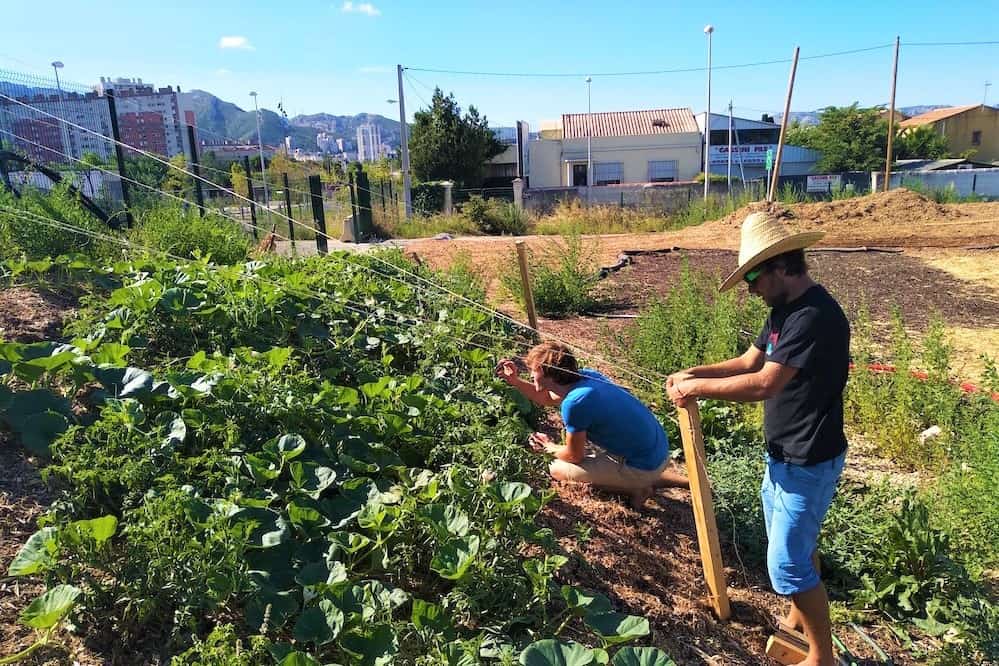 découvrez comment l'agriculture urbaine durable transforme nos villes en oasis vertes. apprenez des pratiques innovantes pour cultiver des aliments frais et sains tout en préservant l'environnement.