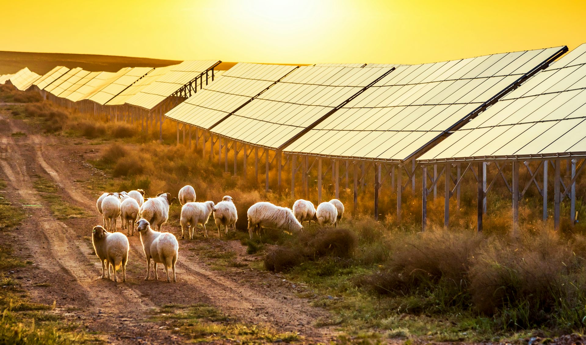 découvrez les avantages et inconvénients de l'agrosolaire, une solution innovante qui combine agriculture et production d'énergie solaire. explorez ses bénéfices environnementaux, économiques et ses défis, pour une agriculture durable et productive.