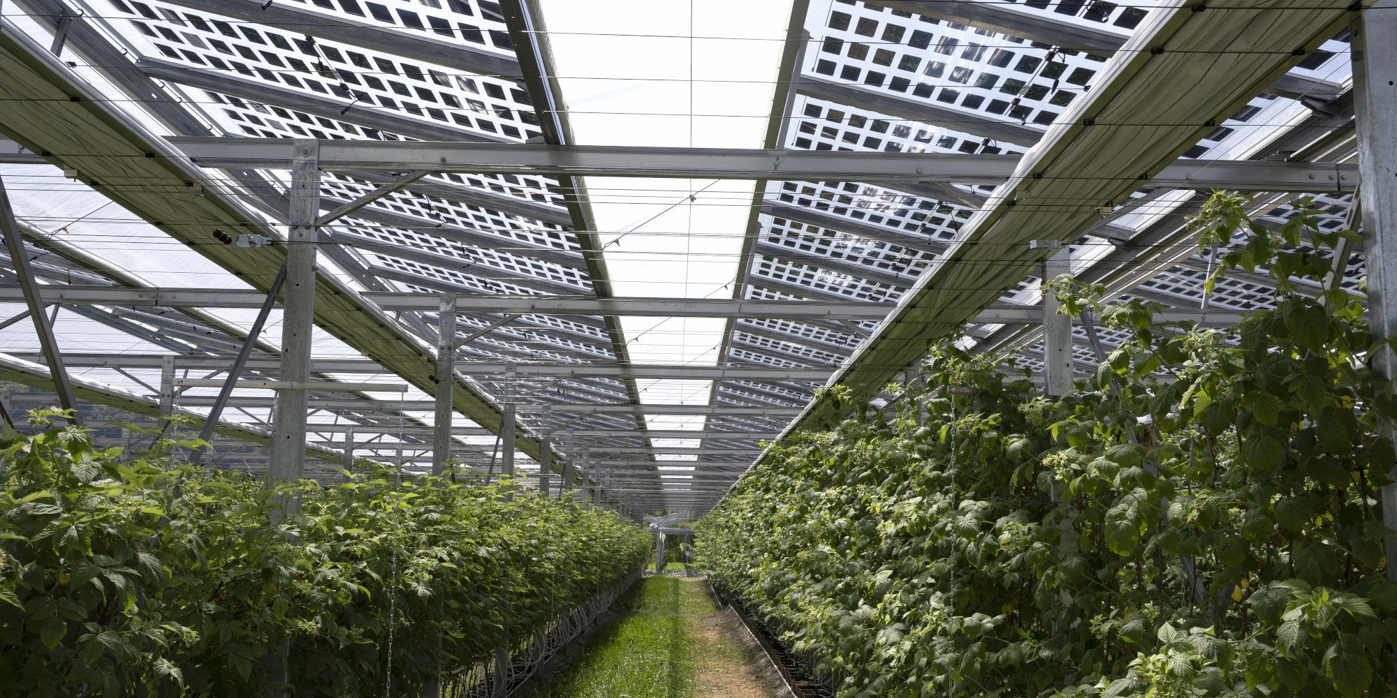 découvrez l'agrovolt durable, une approche innovante alliant agriculture et production d'énergie solaire. maximisez vos rendements tout en préservant l'environnement grâce à cette solution éco-responsable et performante.