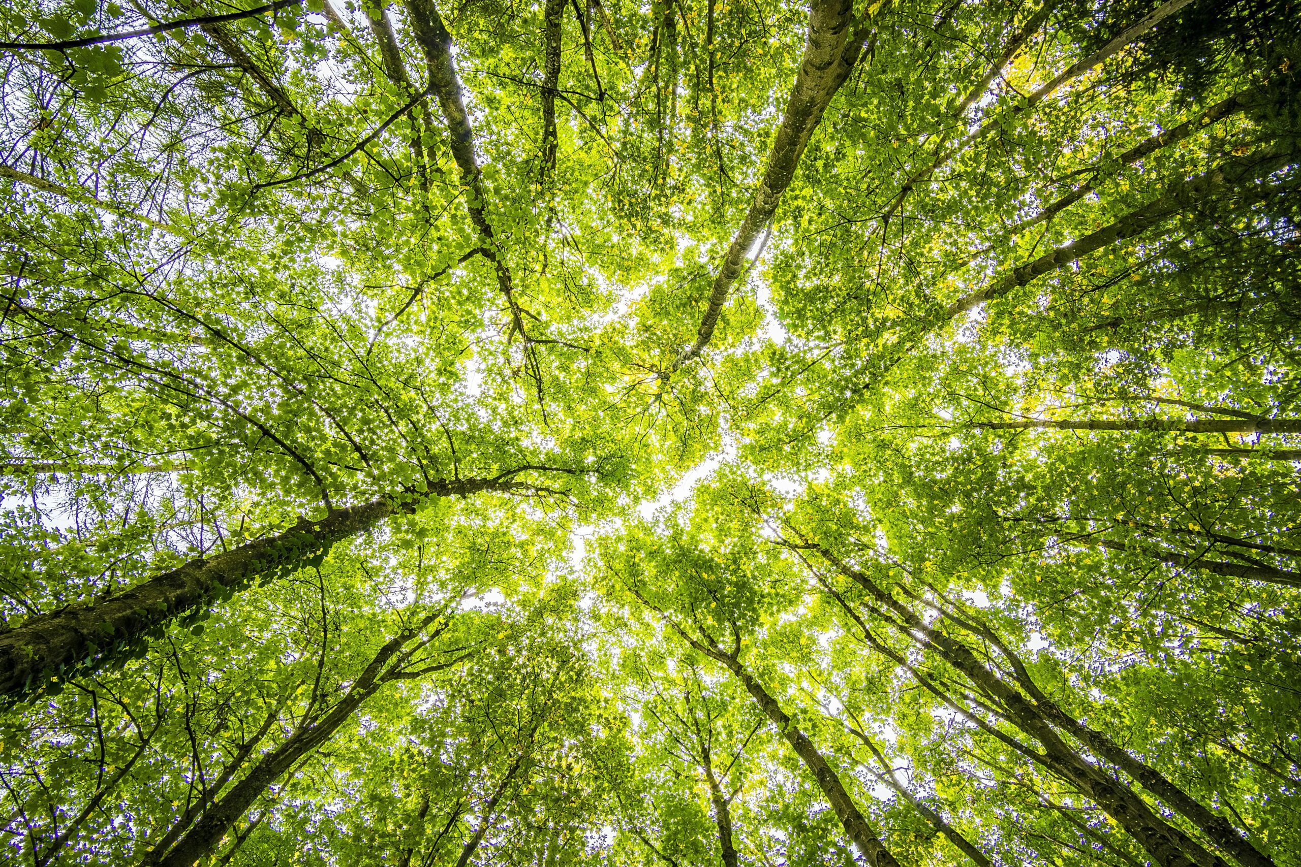 découvrez les nombreux avantages de l'agriculture durable : préservation de l'environnement, amélioration de la biodiversité, sécurité alimentaire renforcée et soutien aux économies locales. adoptez des pratiques agricoles respectueuses pour un avenir plus vert.