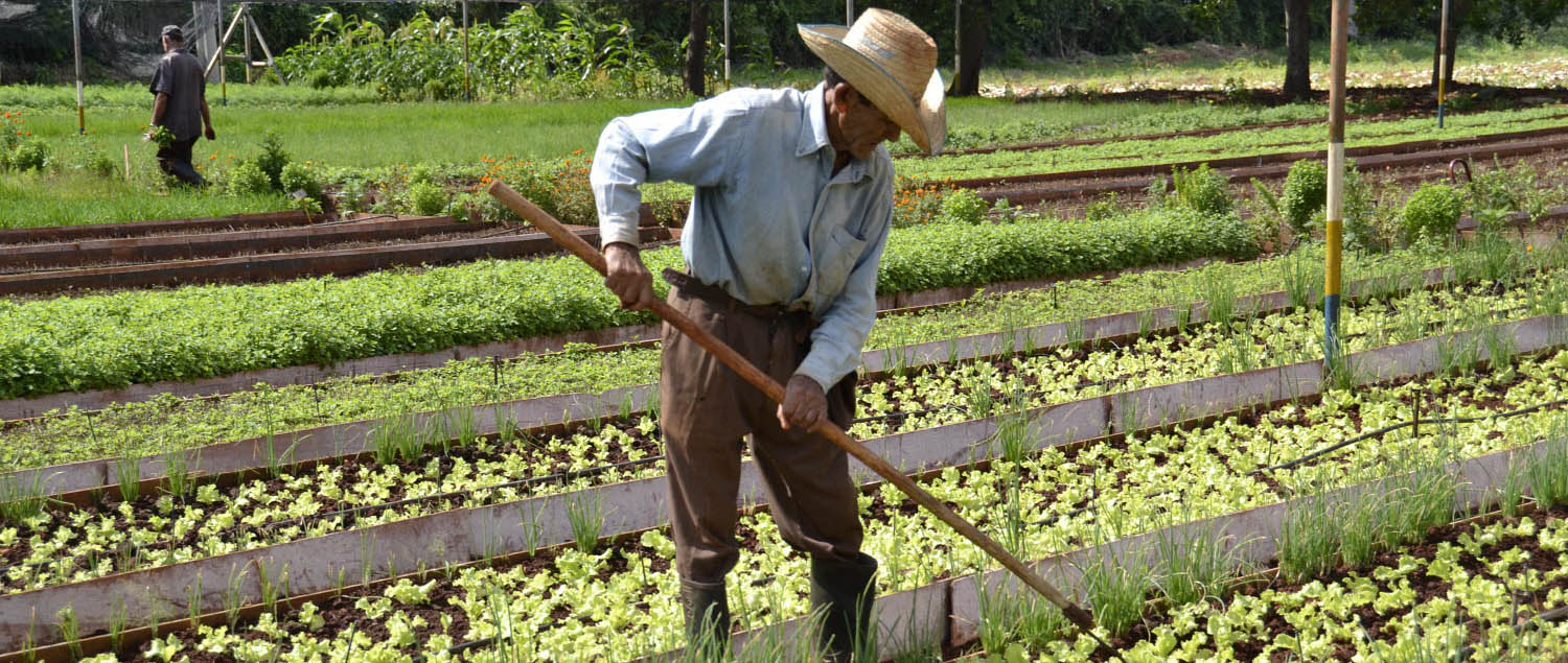découvrez les nombreux avantages de l'agriculture urbaine, une pratique innovante qui favorise la durabilité environnementale, renforce la sécurité alimentaire et rapproche les communautés. apprenez comment cultiver des aliments frais en milieu urbain tout en améliorant la qualité de vie et en réduisant l'empreinte écologique.