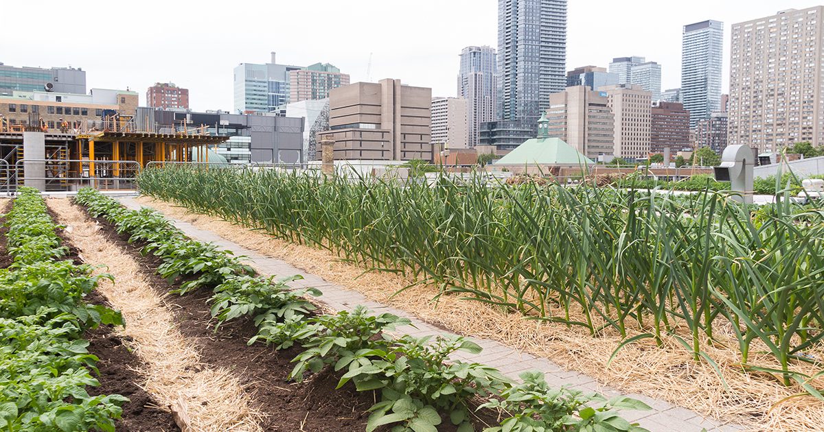 découvrez les nombreux avantages de l'agriculture urbaine : amélioration de la qualité de l'air, réduction de l'empreinte carbone, sécurité alimentaire accrue et création d'espaces verts. apprenez comment cultiver en ville peut transformer notre environnement et renforcer les communautés.