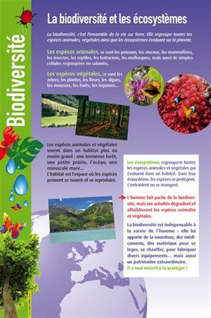 découvrez l'importance de la biodiversité et son rôle crucial dans les écosystèmes. apprenez comment la diversité des espèces et des habitats contribue à l'équilibre de notre planète et pourquoi il est essentiel de protéger notre environnement naturel.