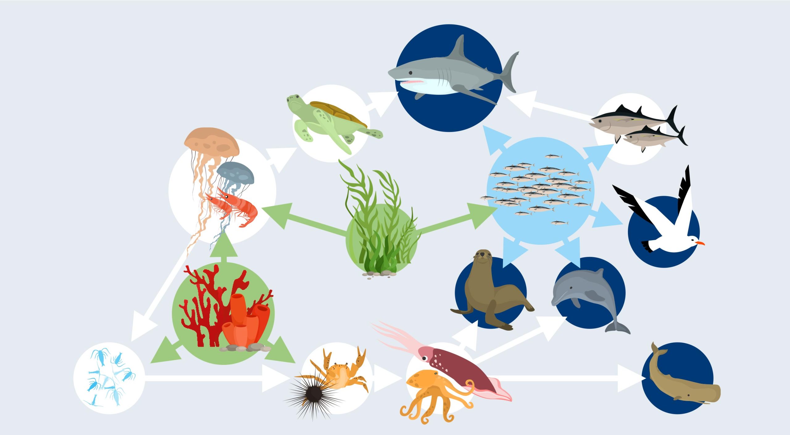 découvrez comment la biodiversité enrichit nos écosystèmes, favorisant l'équilibre naturel et la vitalité de notre planète. plongez dans l'importance de la protection de la diversité biologique pour un avenir durable.