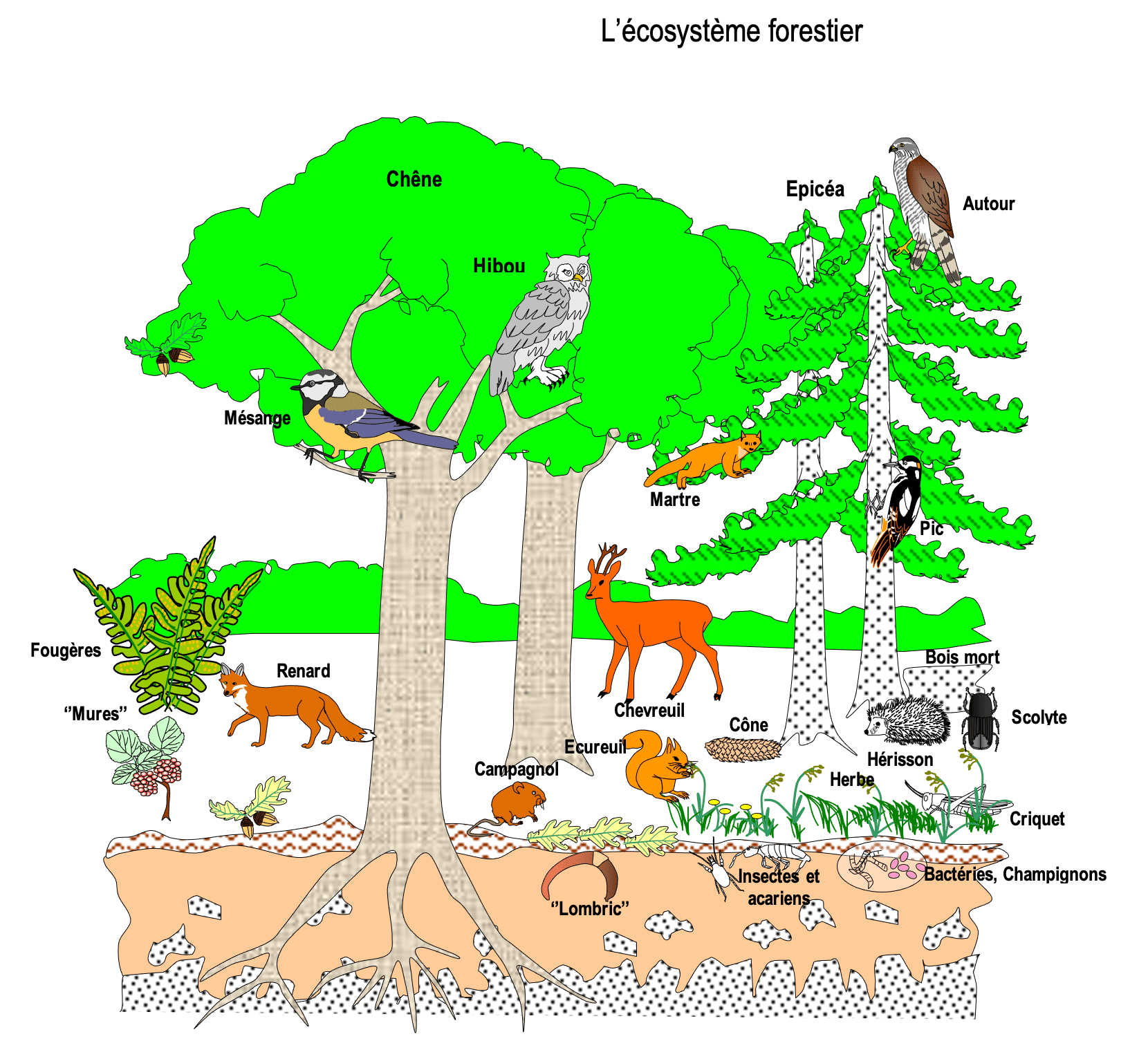 découvrez l'importance de la biodiversité et des écosystèmes dans notre environnement. apprenez comment ces éléments interconnectés soutiennent la vie sur terre et pourquoi leur préservation est essentielle pour un avenir durable.