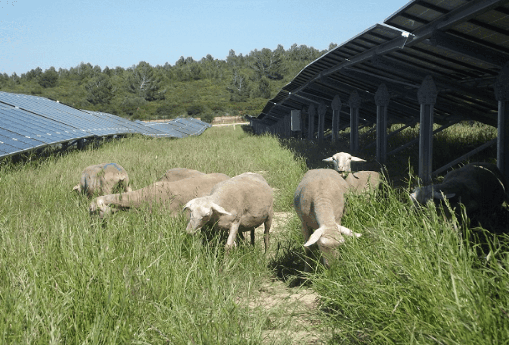 découvrez comment la synergie entre biodiversité et photovoltaïque peut favoriser une cohabitation harmonieuse entre énergie renouvelable et préservation des écosystèmes. explorez des initiatives innovantes et des solutions durables pour un avenir énergétique respectueux de la nature.