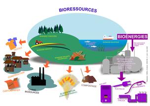 découvrez comment la biomasse joue un rôle clé dans la transition énergétique, en transformant les ressources organiques en énergie renouvelable. explorez les avantages, les technologies et les initiatives pour un avenir plus durable.