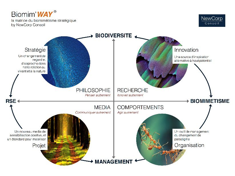 découvrez comment la biomimétique s'inspire des procédés naturels pour élaborer des solutions écologiques innovantes. explorez l'harmonie entre science et nature pour un avenir durable.