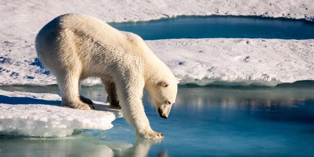 découvrez les enjeux du changement climatique, ses impacts sur notre planète et les solutions pour un avenir durable. informez-vous sur les actions à entreprendre pour lutter contre ce phénomène mondial et préserver notre environnement.