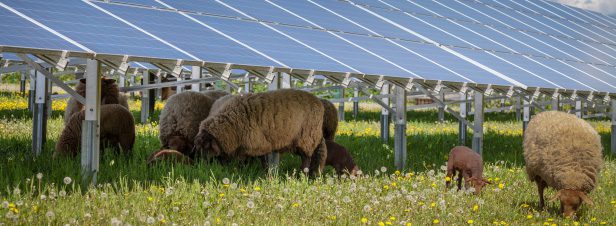 découvrez notre comparatif des centrales solaires agricoles. analyse des avantages, des performances et des coûts pour maximiser votre investissement tout en contribuant à une agriculture durable.