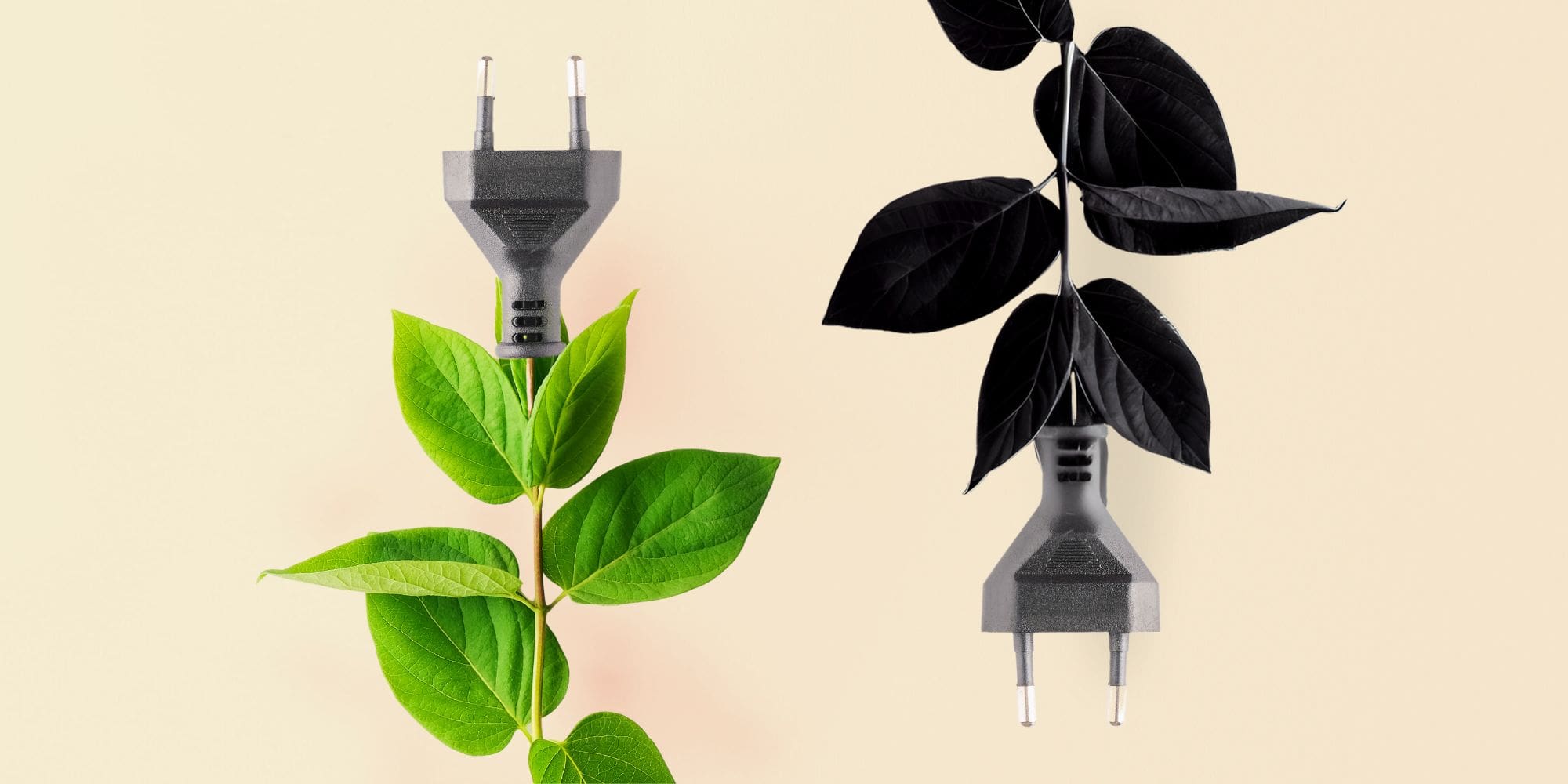 découvrez notre comparatif des cultures énergétiques, une analyse approfondie des différentes sources d'énergie et de leur impact sur l'environnement, l'économie et la société. explorez les avantages et inconvénients de chaque culture énergétique pour faire des choix éclairés et durables.