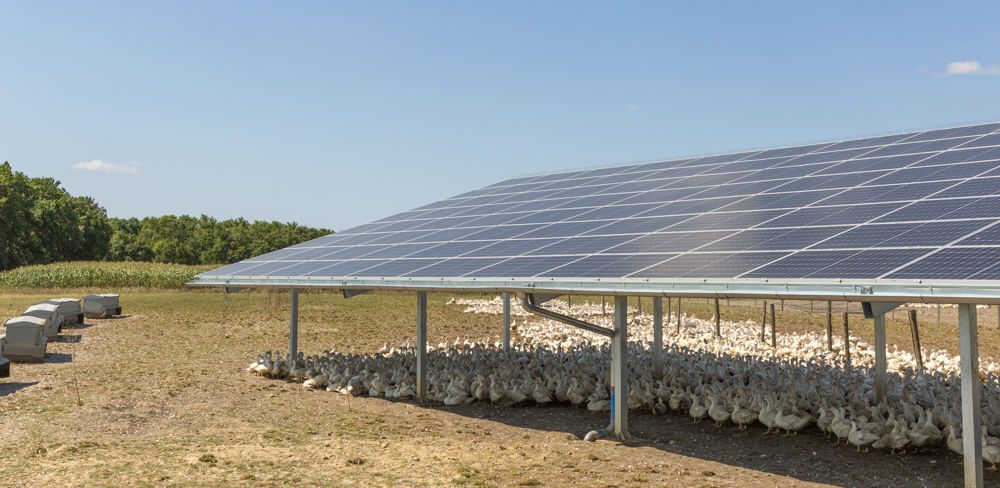 découvrez notre comparatif des cultures solaires : comparez les différentes méthodes de culture, avantages, rendements et conseils pour réussir vos projets de jardinage en utilisant l'énergie solaire.