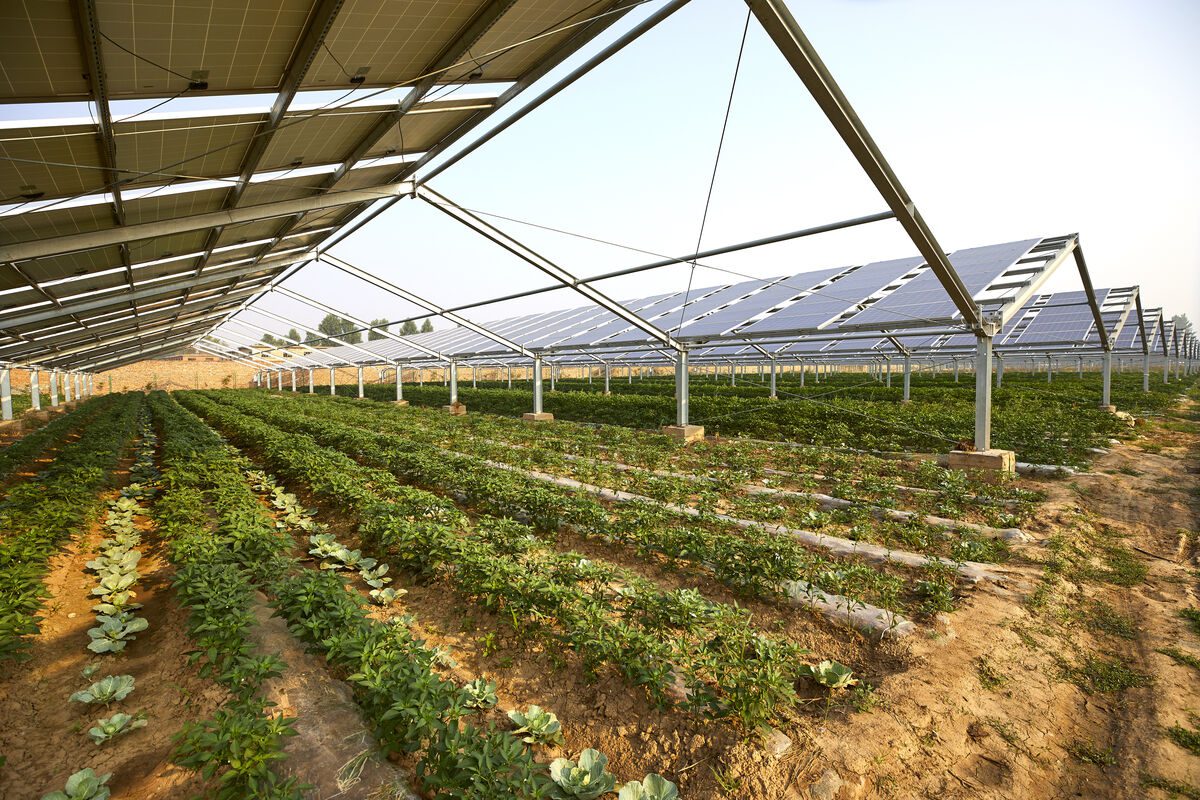 découvrez notre expertise en tant que constructeur photovoltaïque agricole, spécialisé dans l'installation de solutions solaires adaptées aux exploitations agricoles. optimisez votre production tout en préservant l'environnement grâce à nos systèmes photovoltaïques performants et durables.