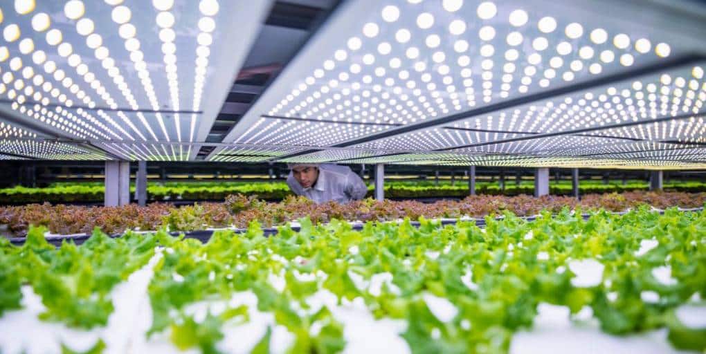 découvrez la culture verticale urbaine, une approche innovante qui combine agriculture et urbanisme. apprenez comment les jardins verticaux transforment nos villes, améliorent la qualité de l'air et offrent des solutions durables pour nourrir les populations croissantes.