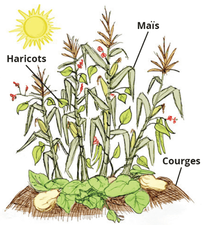 découvrez comment les cultures associées peuvent favoriser la durabilité en agriculture. apprenez les pratiques essentielles pour optimiser la biodiversité, améliorer la santé des sols et maximiser les rendements, tout en préservant l'environnement pour les générations futures.